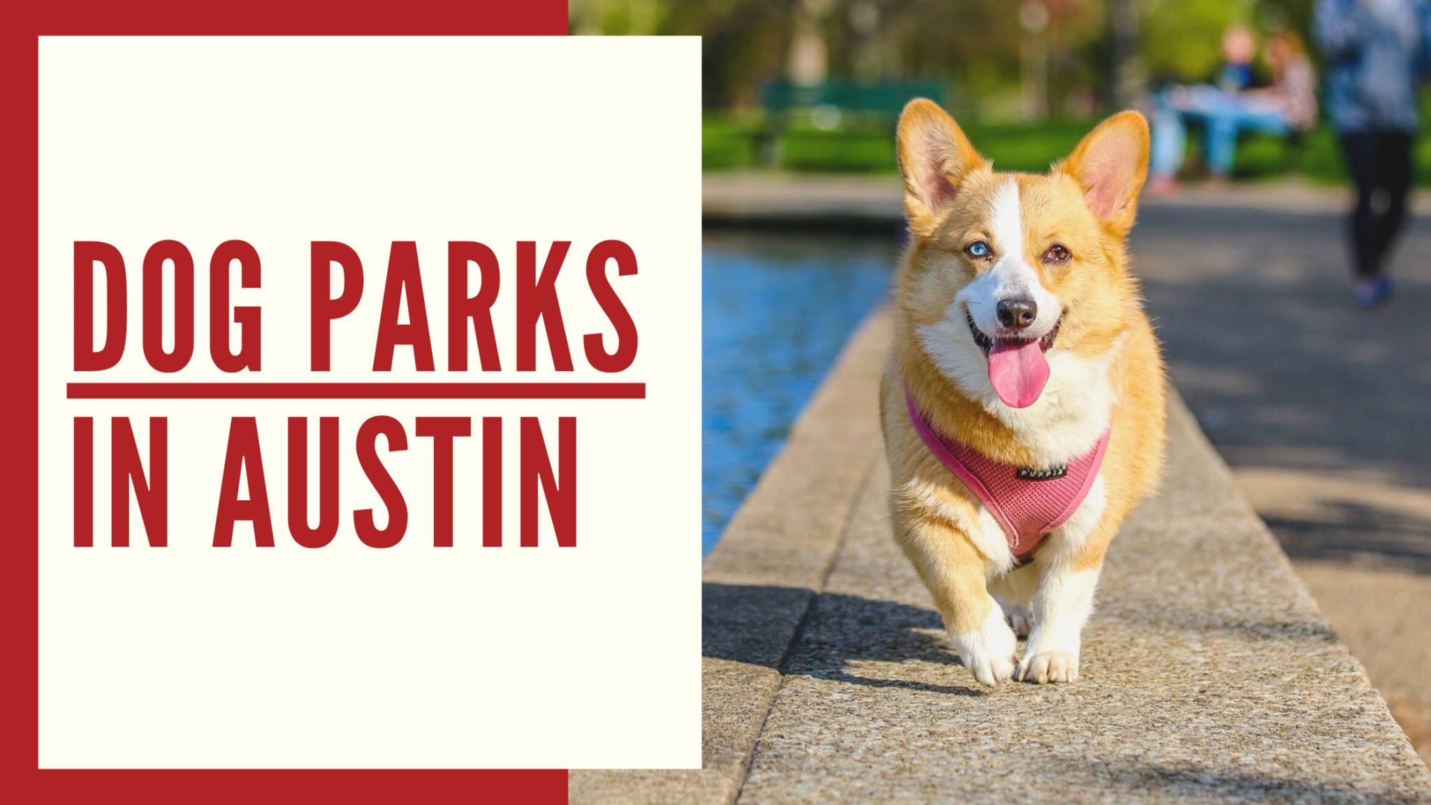 Best Dog Parks In Austin OffLeash Dog Parks